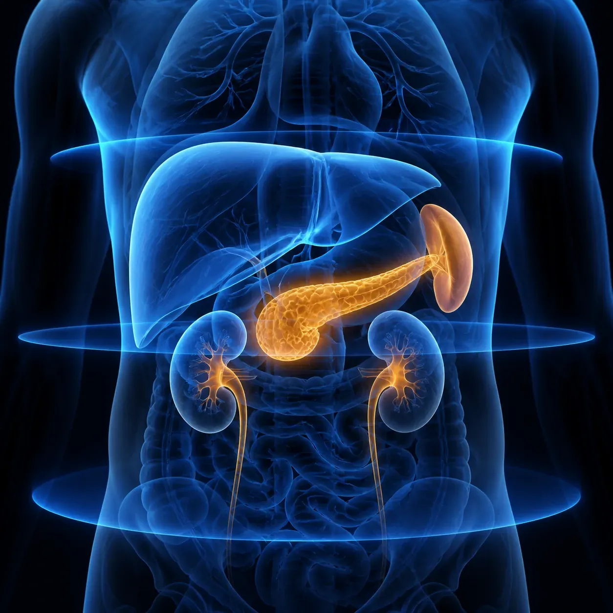 Ilustración médica de órganos abdominales